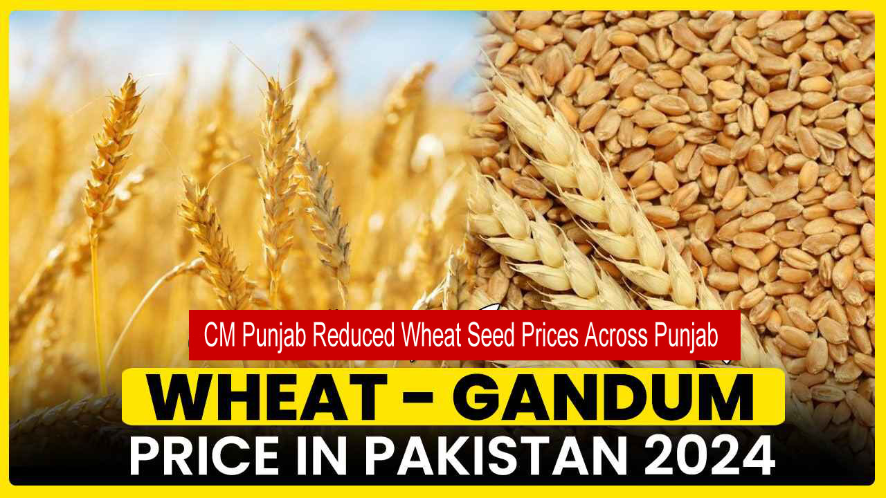 CM Punjab Reduced Wheat Seed Prices Across Punjab